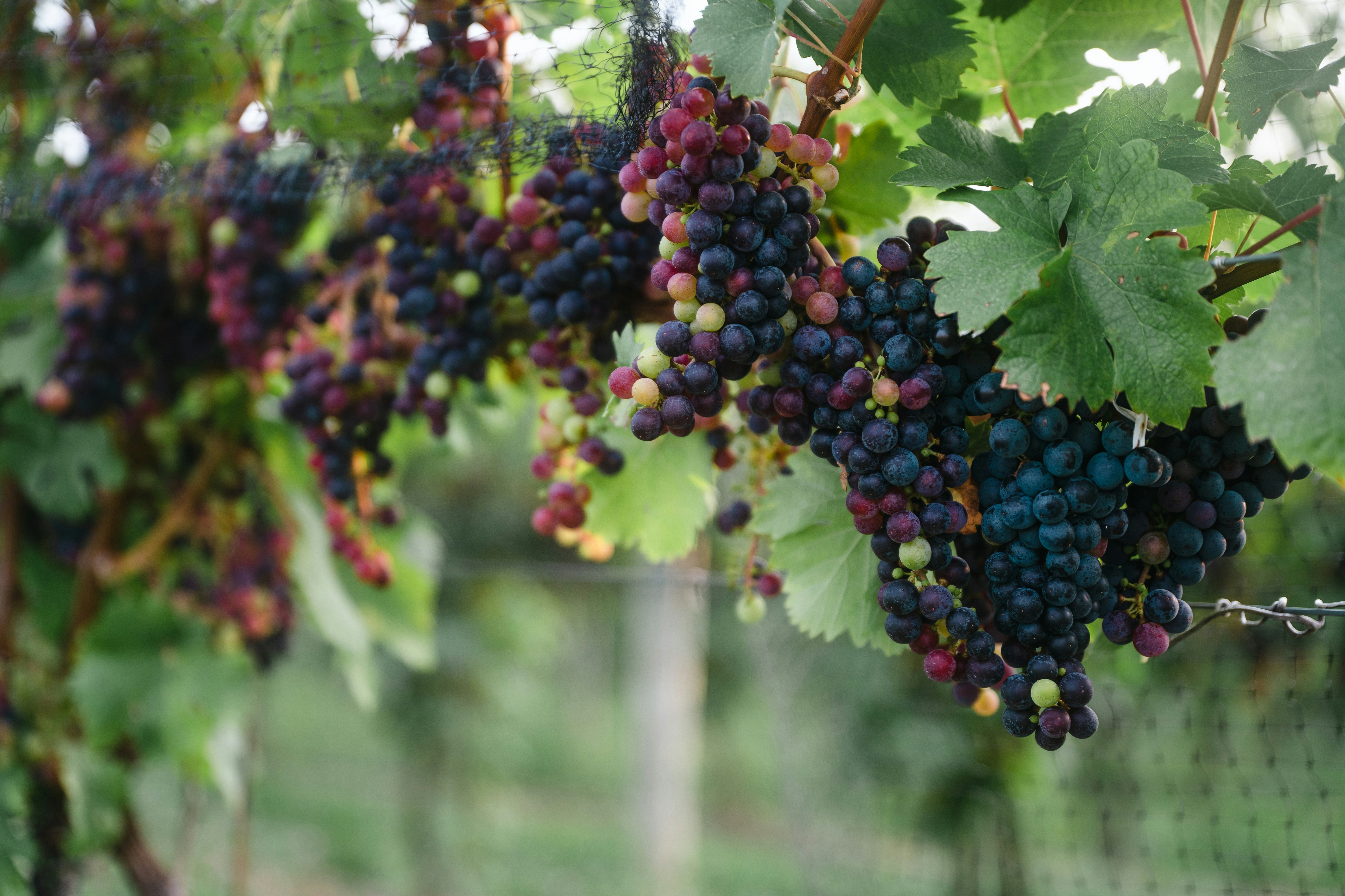 Vineyard rows in the Finger Lakes at harvest