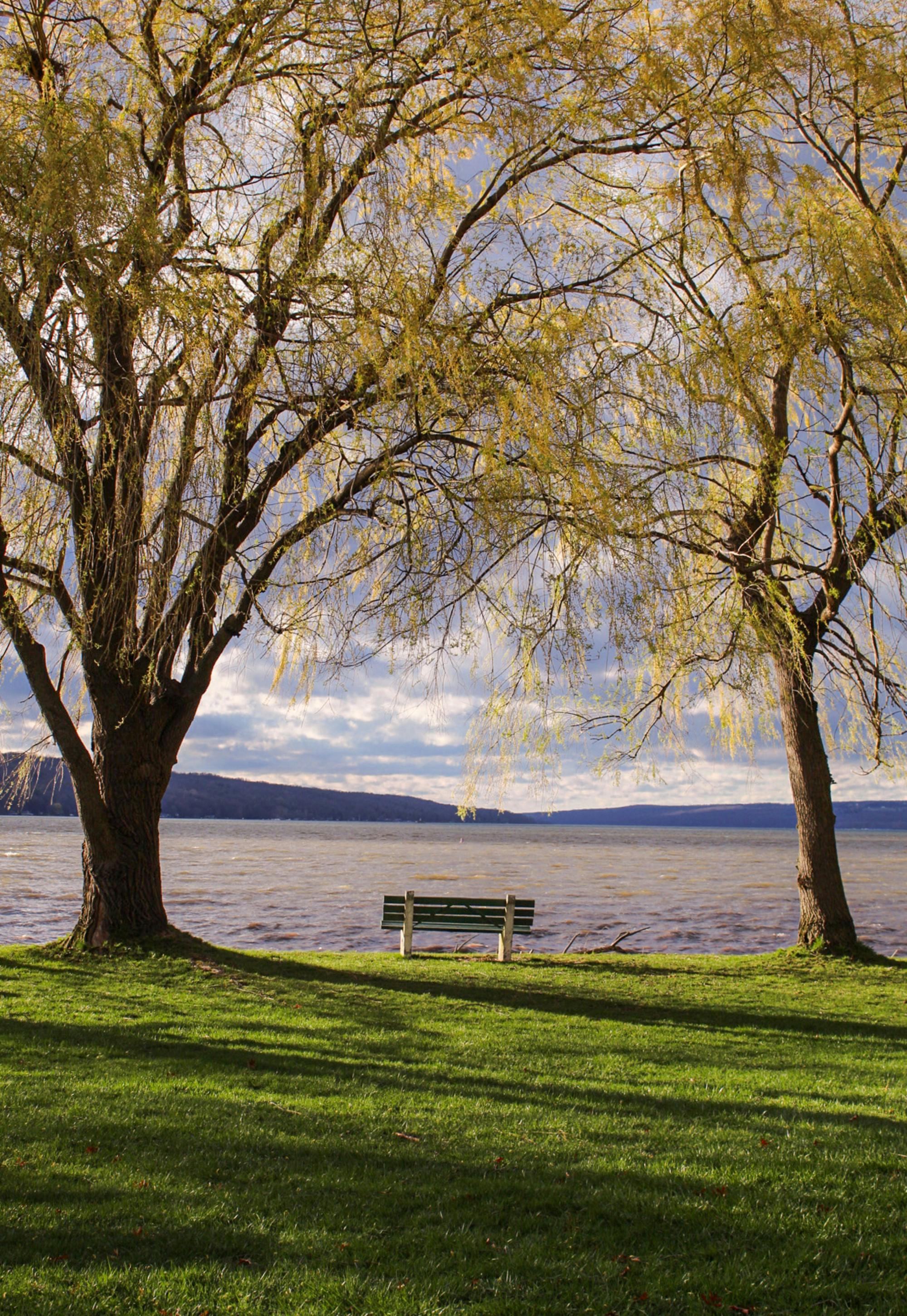 Weeping willows framing a calm Finger Lakes shoreline